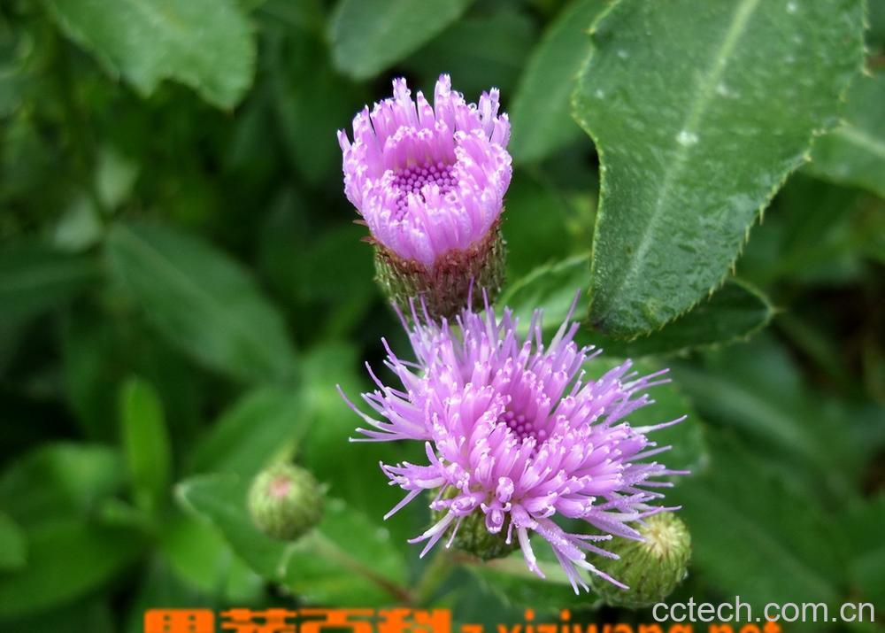 果蔬百科小蓟的功效与作用-0