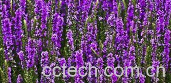 果蔬百科千屈菜-0