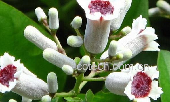 果蔬百科鸡矢藤-0