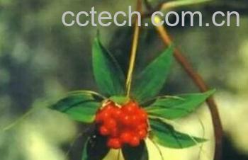 果蔬百科七叶一枝花-0