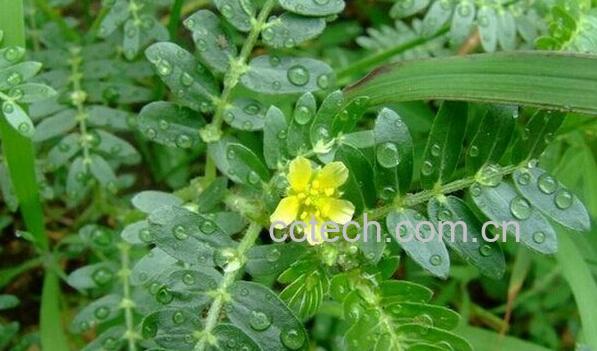 果蔬百科疾藜-0