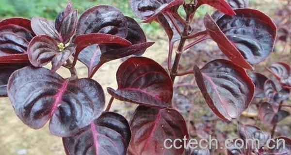 果蔬百科血苋-0