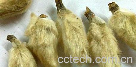 果蔬百科辛夷的功效与作用-0