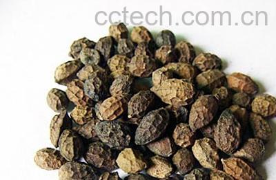 果蔬百科鸦胆子-0