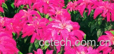 果蔬百科红睡莲-0