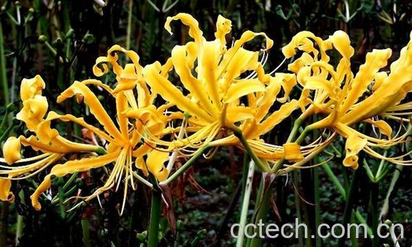 果蔬百科忽地笑-0