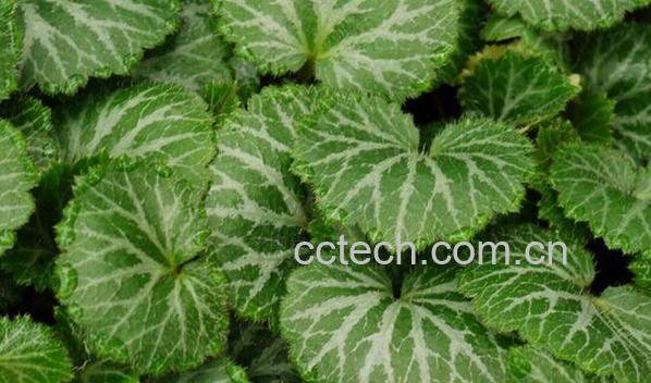 果蔬百科虎耳草-0