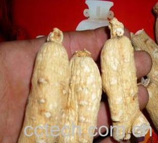 果蔬百科白人参-0