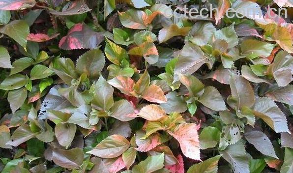 果蔬百科红桑-0