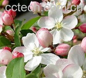 果蔬百科羊蹄甲-0