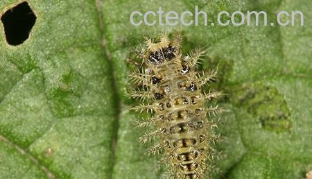 果蔬百科咬人猫-0