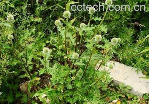 果蔬百科绵刺头菊-0