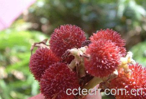 果蔬百科阳春砂-0