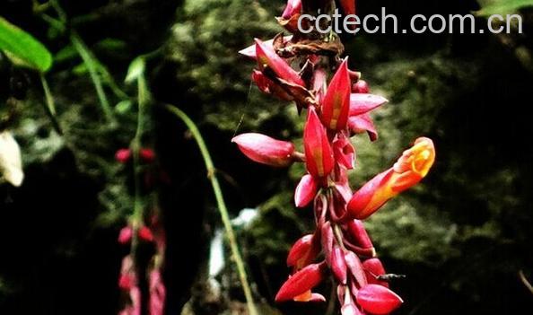 果蔬百科红花山牵牛-0