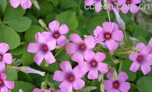 果蔬百科红花酢浆草-0