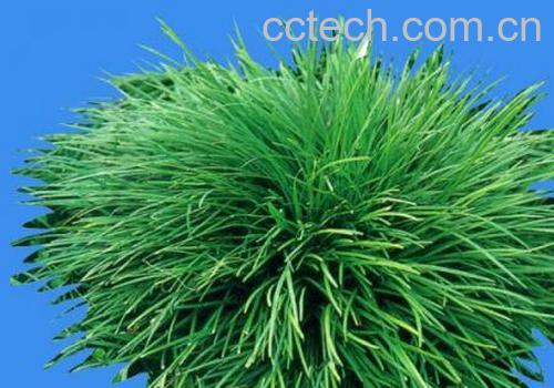 果蔬百科沿阶草-0