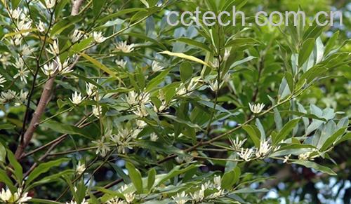 果蔬百科乌心石-0