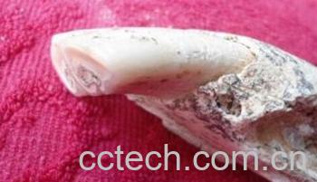 果蔬百科龙齿-0