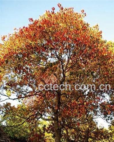 果蔬百科乌桕-0