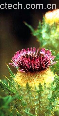 果蔬百科绵头蓟-0