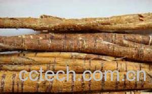 果蔬百科桑白皮的功效与作用-0