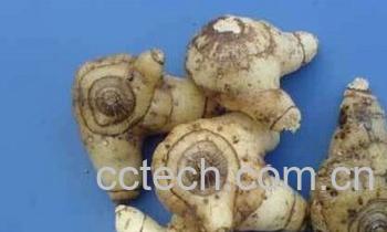 果蔬百科白芨-0