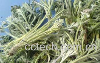 果蔬百科藏茵陈-0