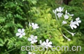 果蔬百科白花丹-0