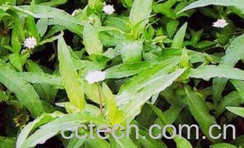 果蔬百科白花蟛蜞草-0