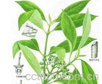 果蔬百科白花苦灯笼-0