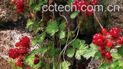 果蔬百科茅莓-0