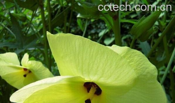 果蔬百科黄蜀葵-0