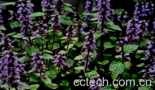 果蔬百科筋骨草-0