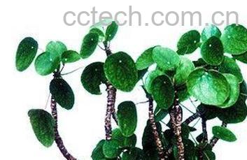 果蔬百科镜面草-0