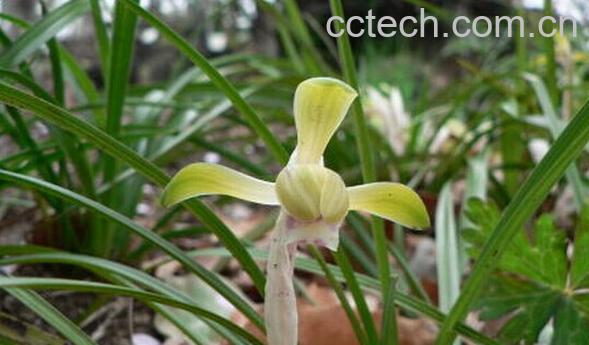 果蔬百科黄蝉兰-0