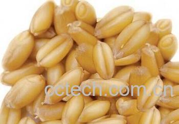 果蔬百科浮小麦-0