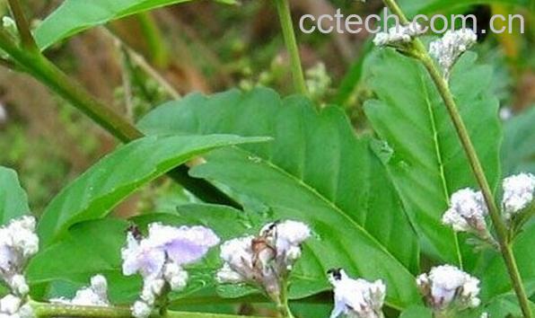 果蔬百科黄荆子-0