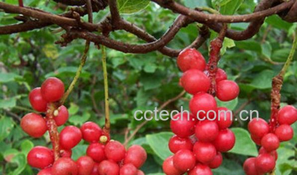 果蔬百科华中五味子-0