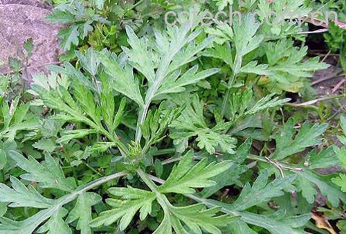 果蔬百科 艾叶泡脚有什么好处-0