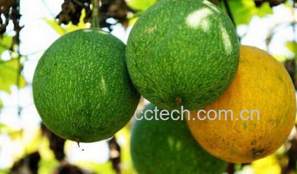 果蔬百科中药瓜蒌-0