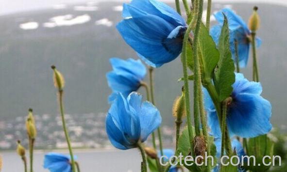 果蔬百科藿香叶绿绒蒿-0