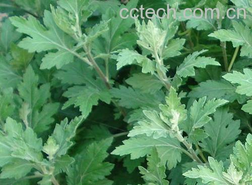 果蔬百科艾叶-0