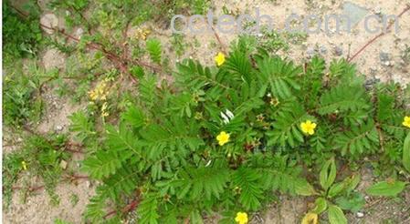 果蔬百科蕨麻委陵菜-0