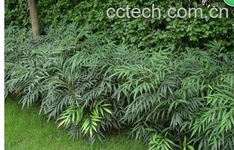 果蔬百科阔叶大十功劳-0