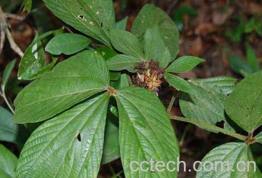 果蔬百科千斤拔-0