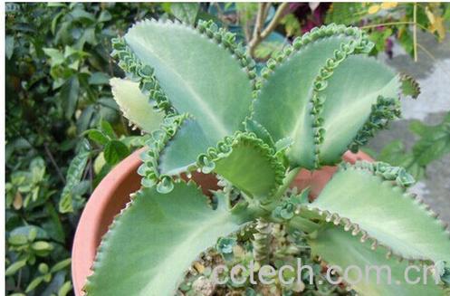 果蔬百科宽叶落地生根-0