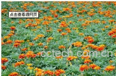 果蔬百科孔雀草-0