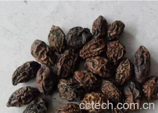 果蔬百科诃子-0