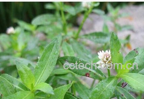 果蔬百科空心莲子草-0