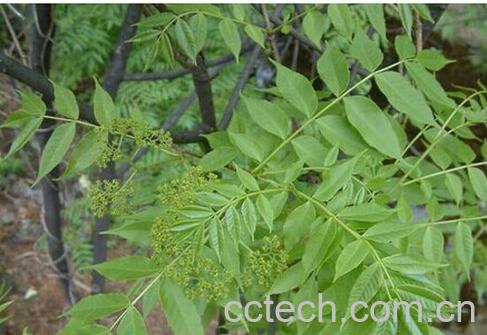 果蔬百科苦木-0